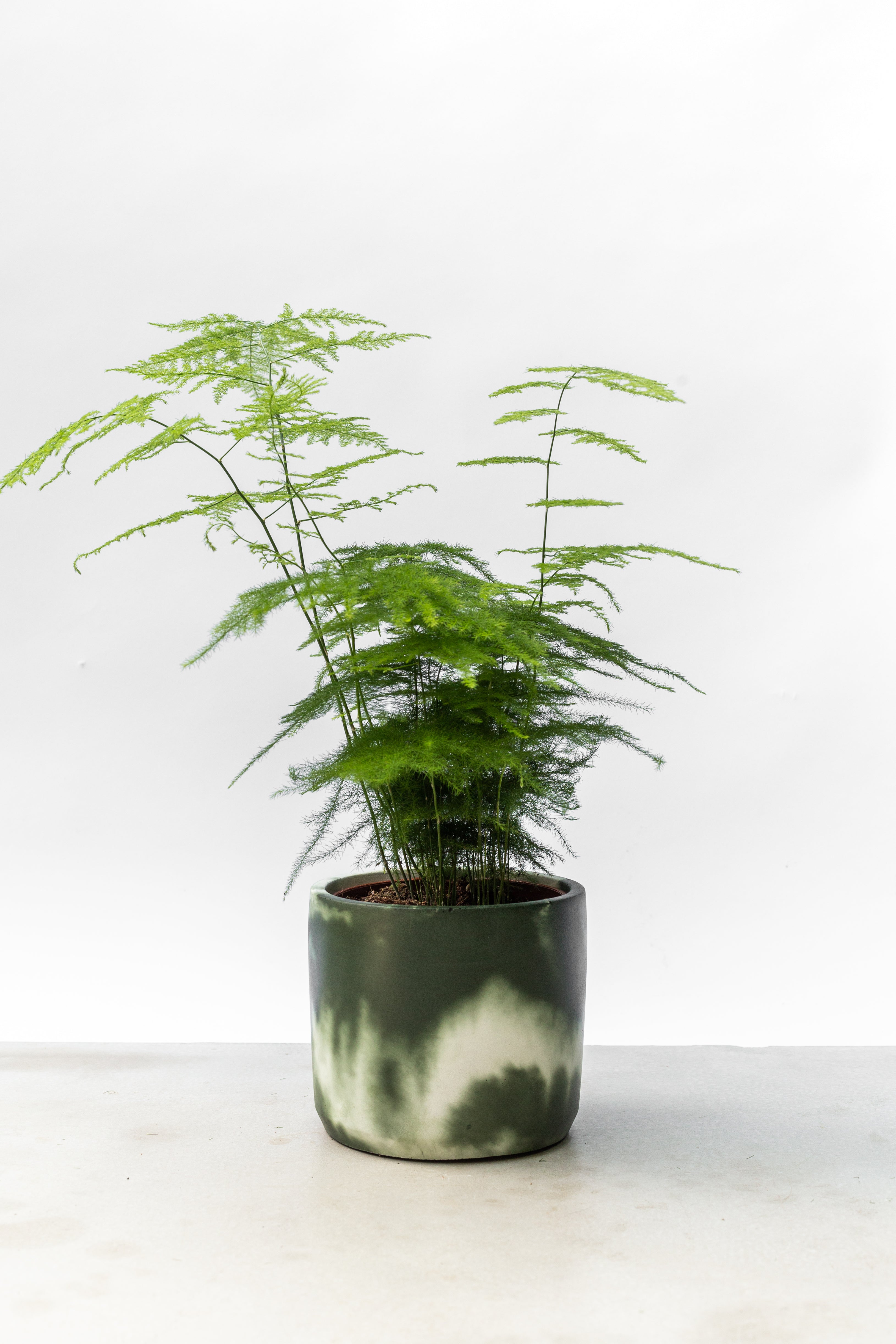Asparagus Fern in Muddy Green Plant Pot by Concrete Jungle