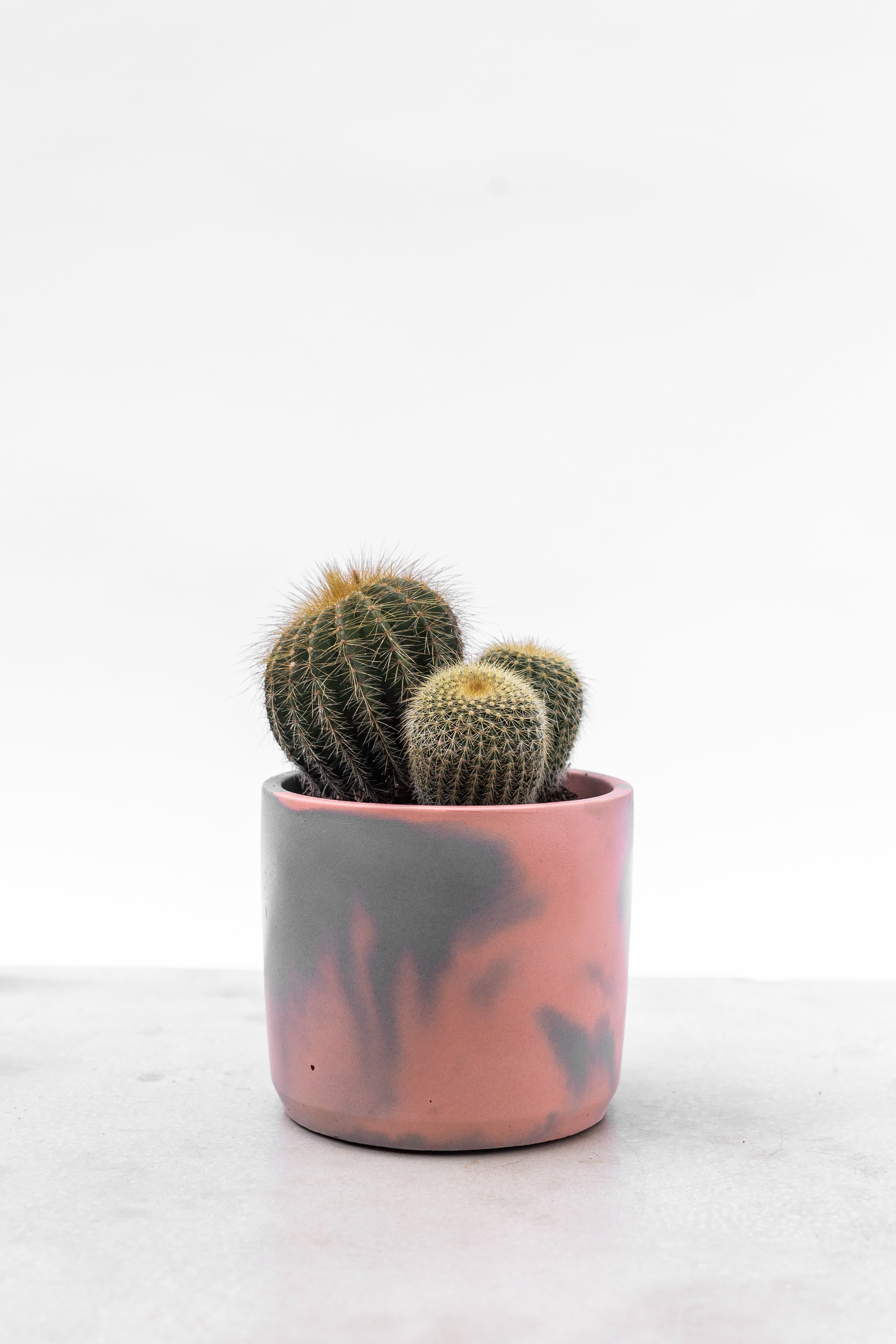Baby Cactus houseplants in handmade pots
