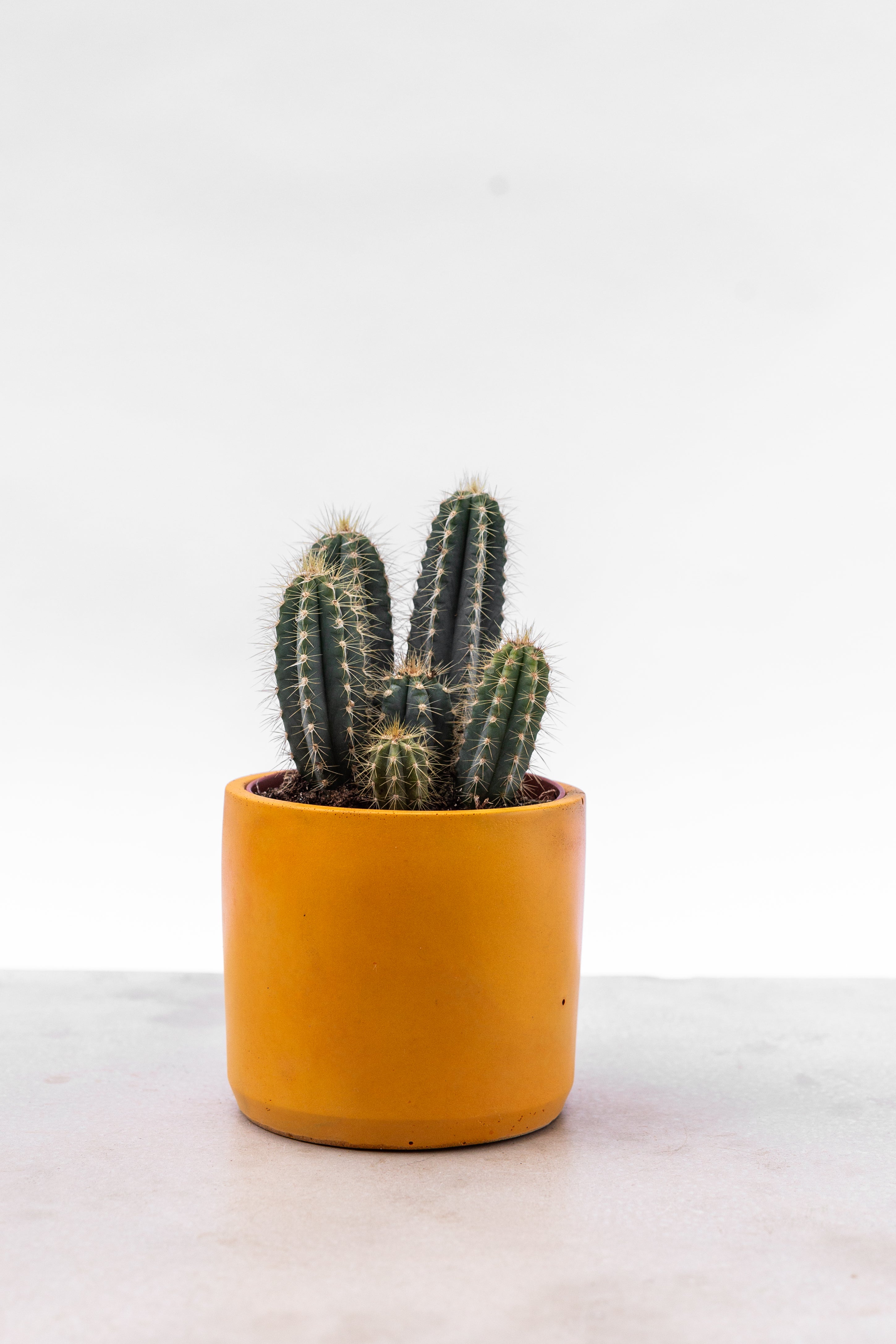 Baby Cactus houseplants in handmade pale pink and grey plant pots