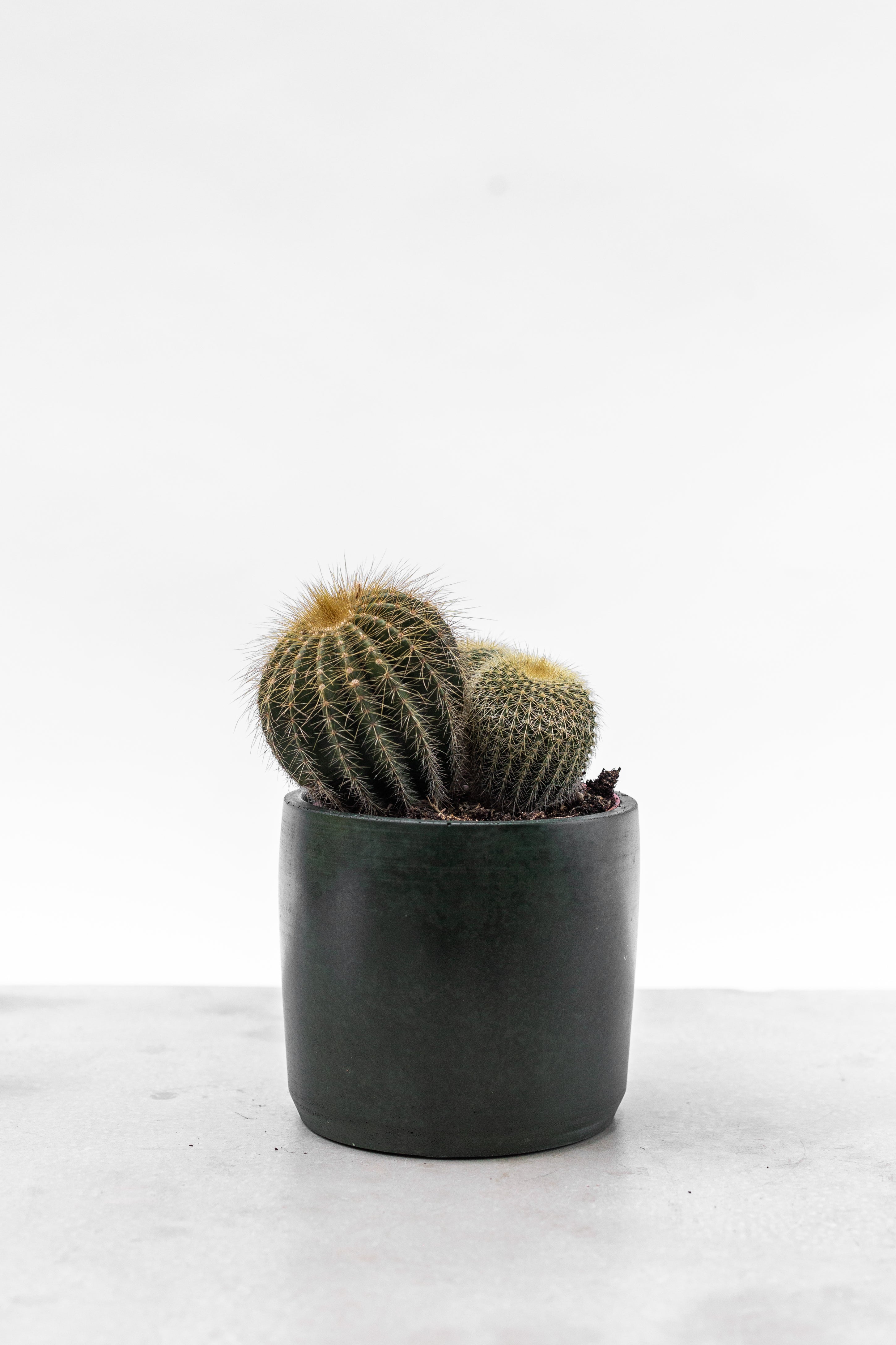 Baby Cactus houseplants in handmade pale pink and grey plant pots