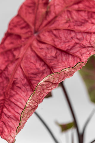 Closeup of a pink Caladium leaf