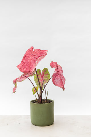 Pink-leafed Caladium plant in a handmade plant pot by Concrete Jungle