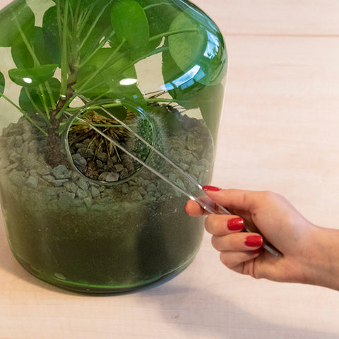 Using terrarium tweezers to maintain your plants