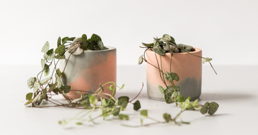 Baby String of Hearts in handmade pink and grey pot. Botanical Name: Ceropegia Woodi