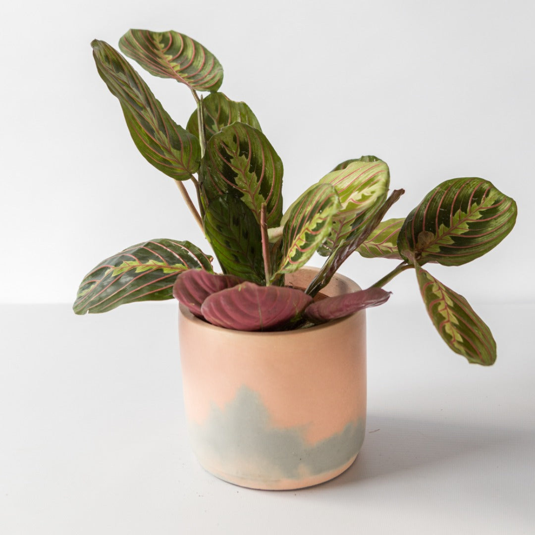 Prayer plant in Concrete Jungle handmade pink and grey pot