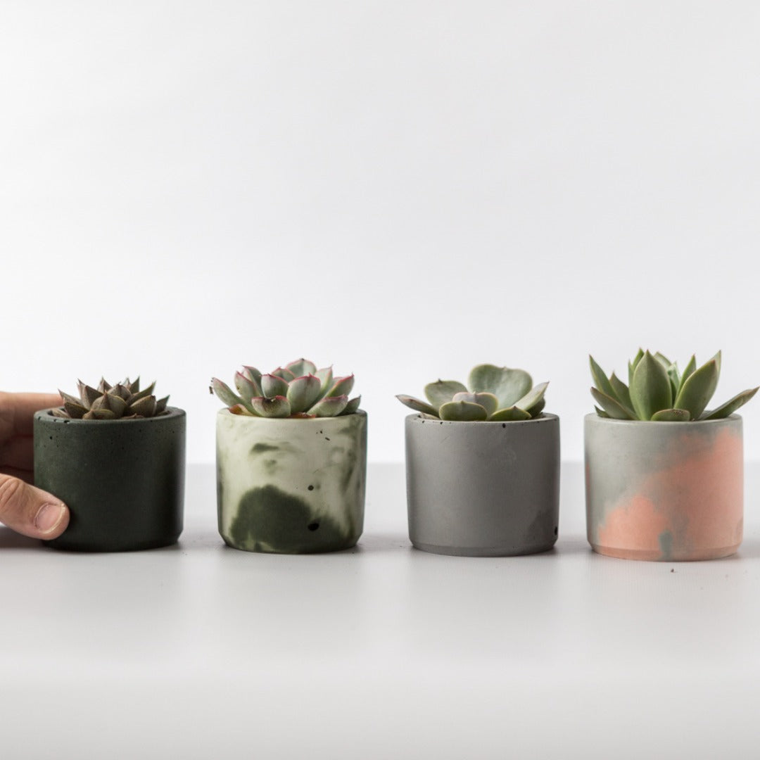 Baby Succulents in handmade pots