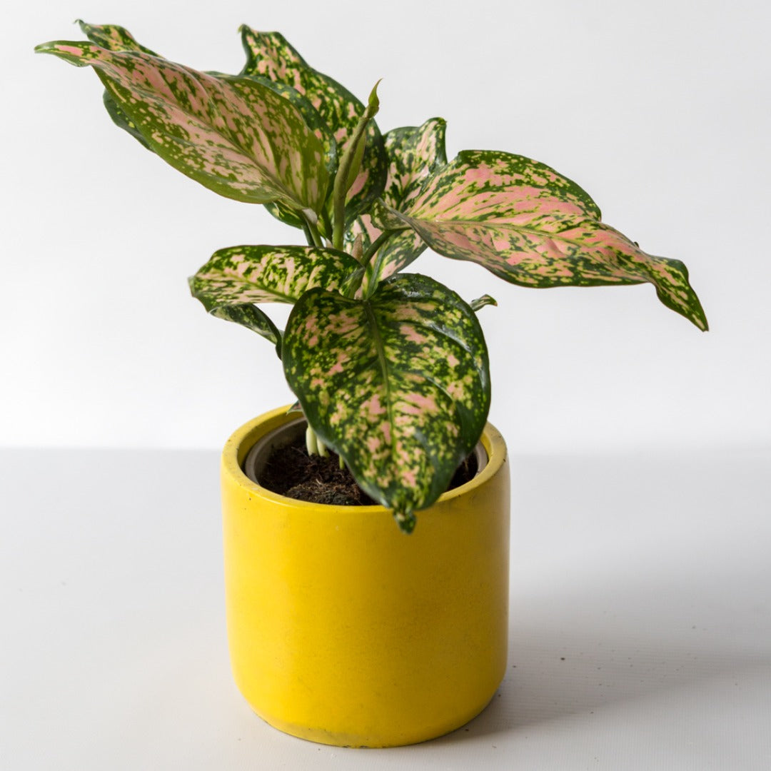 Chinese Evergreen houseplant in handmade yellow pot. Botanical Name: Aglaonema Spotted Star