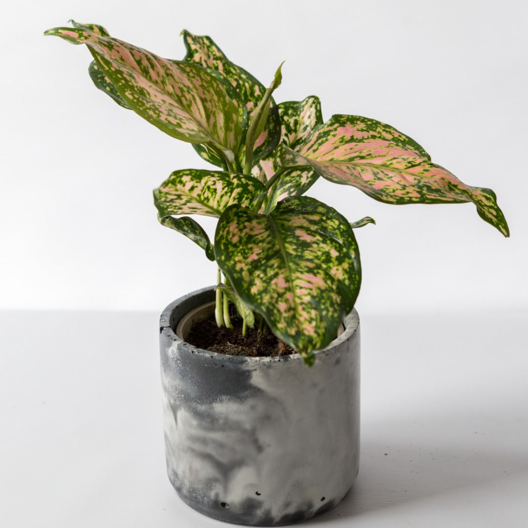 Chinese Evergreen houseplant in handmade black and white plant pot