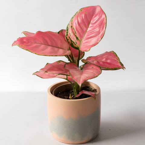 Chinese Evergreen (Aglaonema Pink Star) houseplant in handmade pink and grey plant pot