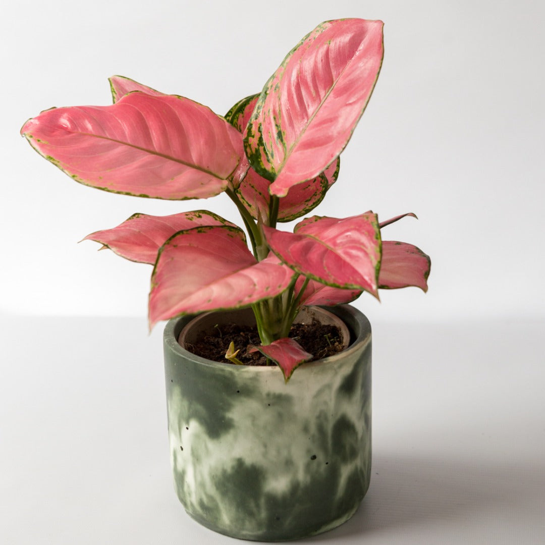 Chinese Evergreen (Aglaonema Pink Star) houseplant in handmade green and white pot