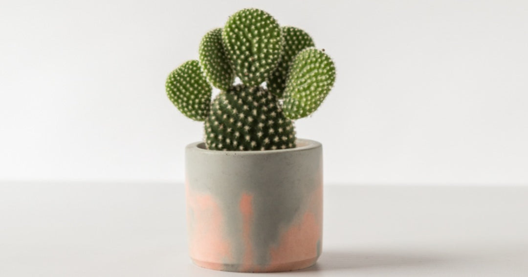 Baby Cactus houseplants in handmade pale pink and grey plant pots