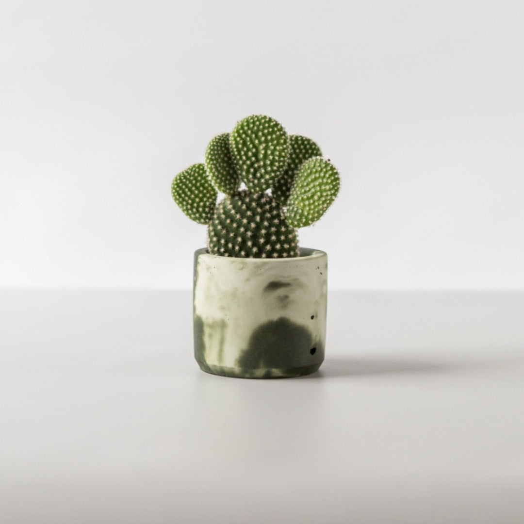 Baby Bunny Ear Cactus (Opuntia Microdasy) in handmade green and white plant pot