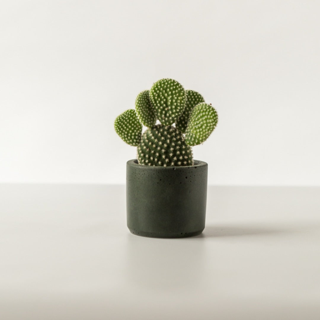 Baby Bunny Ear Cactus (Opuntia Micrdasy) houseplant with handmade dark olive green plant pot