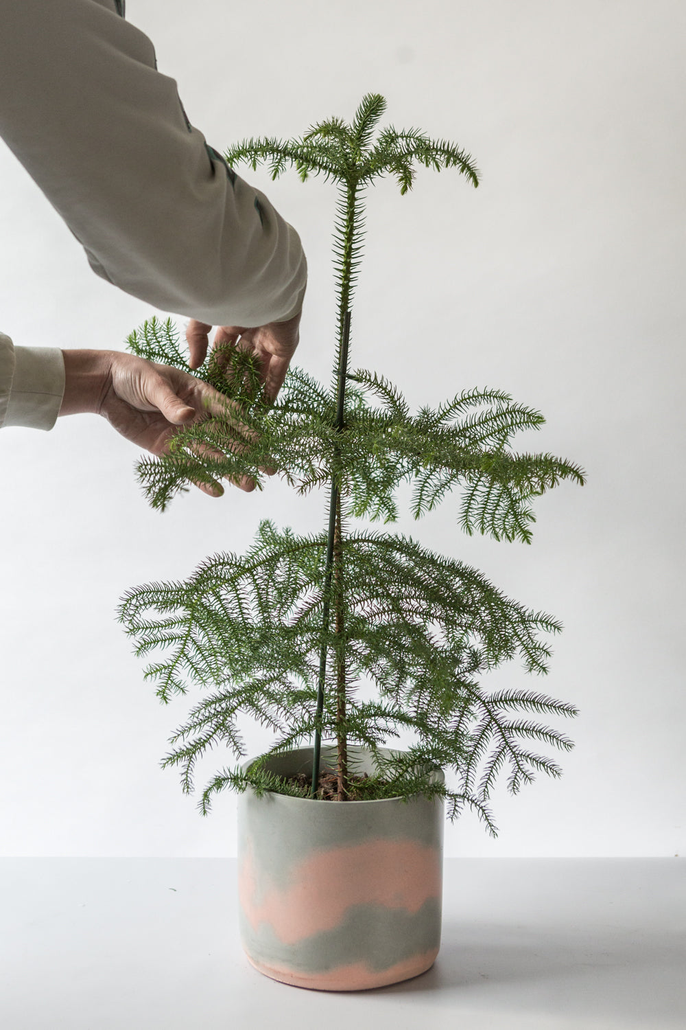 Norfolk Island Pine in Concrete Jungle handmade pot. Sustainable Christmas tree alternative