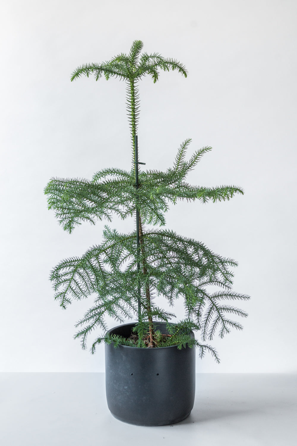 Norfolk Island Pine in Concrete Jungle handmade pot. Sustainable Christmas tree alternative