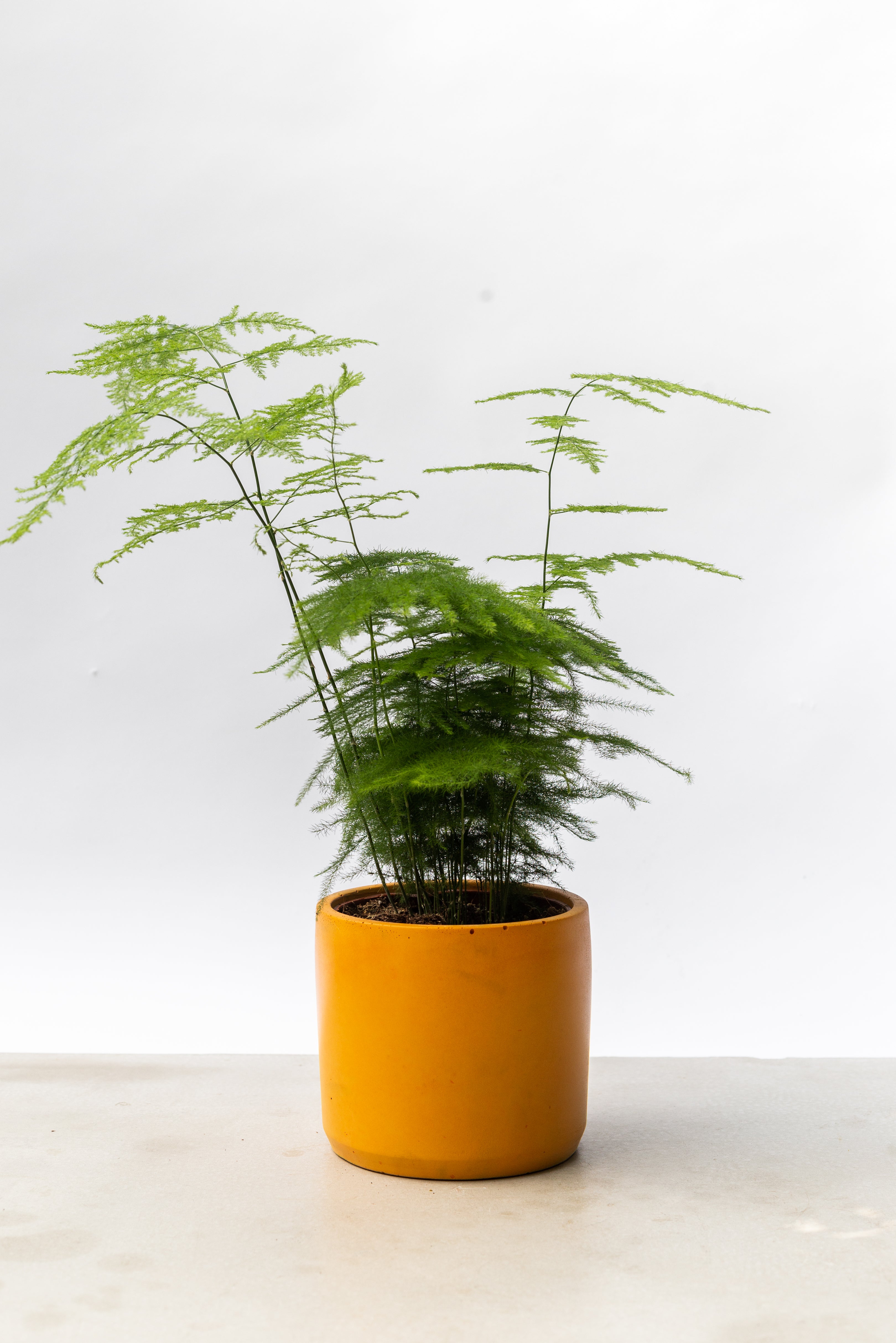 Asparagus Fern in an orange hand-cast pot by Concrete Jungle London