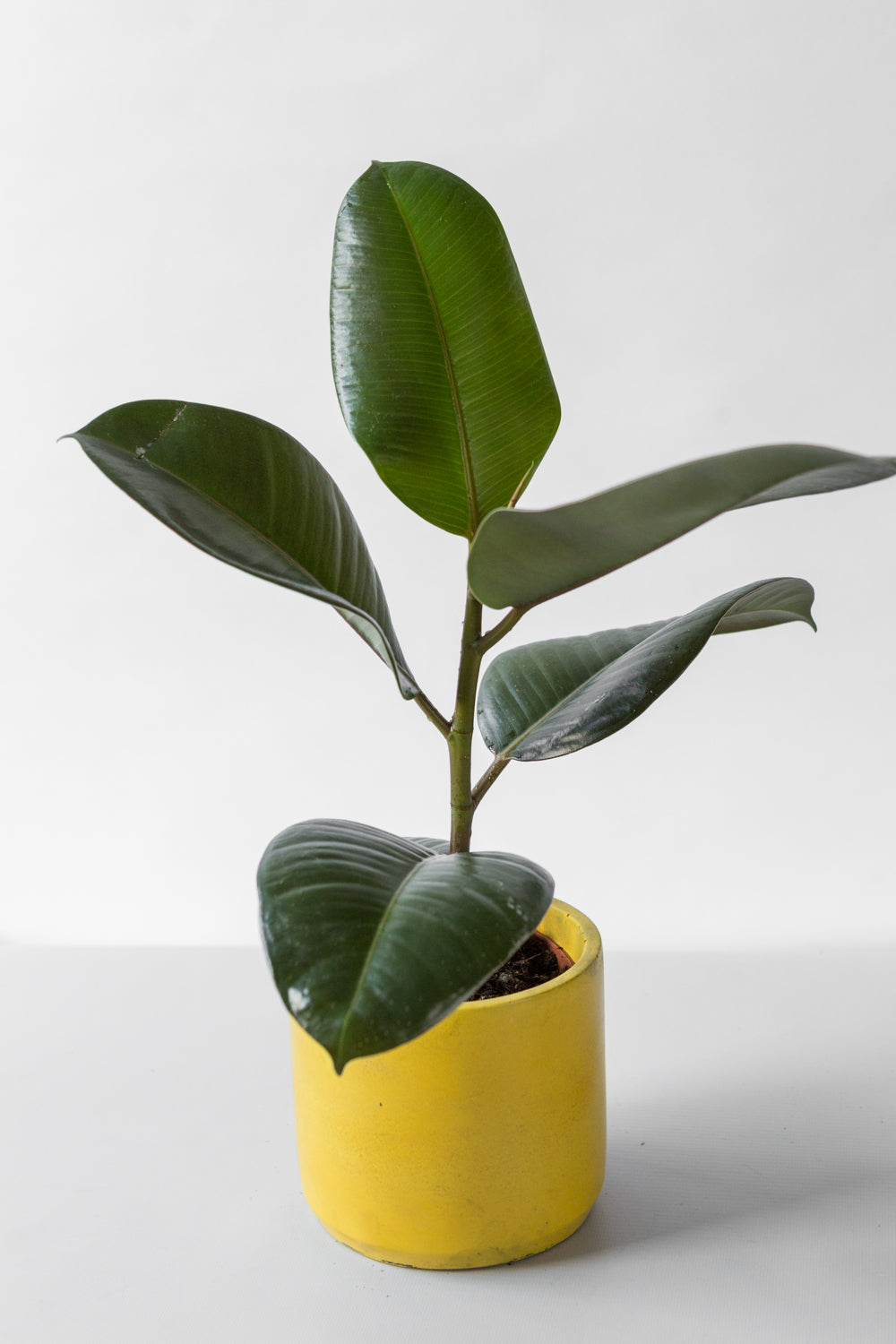 Rubber plant house plant with bold yellow handmade plant pot