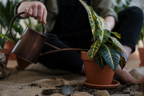 Person using a bronze watering can to water their plant in a terracotta pot
