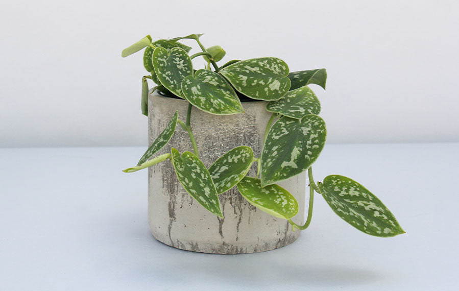 Satin Pothos in a light grey plant pot by Concrete Jungle