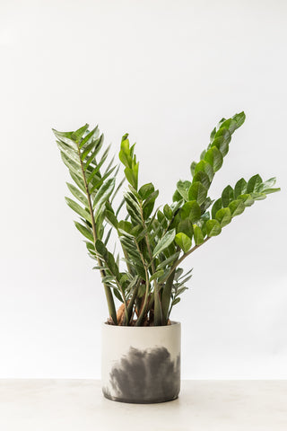 ZZ Plant in a hand-cast pot by Concrete Jungle