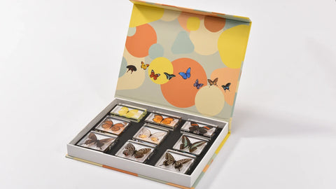 natura butterfly specimen set