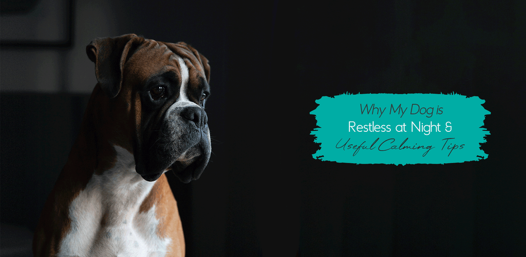 [BLOG] Why My Dog Is Restless at Night & 3 Must-Know dog calming tips From Pets Planet - South Africa’s No.1 ePet Store for premium pet products & online pet shopping for the best pet store near me for products like dog bowls, slow feeder, pet slow feeder, pet slow feeder bowl, pet slow feeding bowl, dog slow feeder, dog slow feeder bowl, dog slow feeding bowl, lickimat, dog beds, dog bed, dog beds on sale, takealot dog bed, dog bed takealot, washable dog bed, fluffy dog bed, calming dog bed, relaxing dog bed, anxiety dog bed, donut dog bed, iremia dog bed, pet bed, dog collar, pet collar, dog leash, pet leash, dog harness, dog harnesses, curly harness, curly dog harness, from a pet store Olivedale, pet store Bryanston, Pet Store Johannesburg, Pet store joburg, Pet Store Cape Town