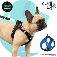 Curli Clasp Lifestyle blog image for product From Pets Planet - South Africa’s No.1 ePet Store for premium pet products & online pet shopping for the best pet store near me for products like dog bowls, slow feeder, pet slow feeder, pet slow feeder bowl, pet slow feeding bowl, dog slow feeder, dog slow feeder bowl, dog slow feeding bowl, lickimat, dog beds, dog bed, dog beds on sale, takealot dog bed, dog bed takealot, washable dog bed, fluffy dog bed, calming dog bed, relaxing dog bed, anxiety dog bed, donut dog bed, iremia dog bed, pet bed, dog collar, pet collar, dog leash, pet leash, dog harness, dog harnesses, curly harness, curly dog harness, from a pet store Olivedale, pet store Bryanston, Pet Store Johannesburg, Pet store joburg, Pet Store Cape Town