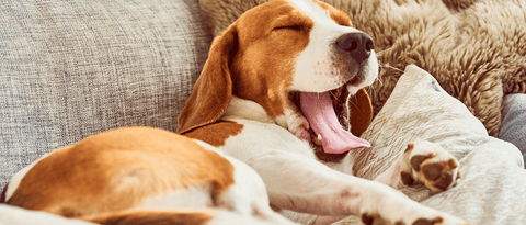 Tired & Yawning dog from - 5 Signs your dog is struggling to sleep & how to fix it with the Iremia Dog Bed From Pets Planet - South Africa’s No.1 ePet Store for premium pet products & online pet shopping for the best pet store near me for products like dog bowls, slow feeder, pet slow feeder, pet slow feeder bowl, pet slow feeding bowl, dog slow feeder, dog slow feeder bowl, dog slow feeding bowl, lickimat, dog beds, dog bed, dog beds on sale, takealot dog bed, dog bed takealot, washable dog bed, fluffy dog bed, calming dog bed, relaxing dog bed, anxiety dog bed, donut dog bed, iremia dog bed, pet bed, dog collar, pet collar, dog leash, pet leash, dog harness, dog harnesses, curly harness, curly dog harness, from a pet store Olivedale, pet store Bryanston, Pet Store Johannesburg, Pet store joburg, Pet Store Cape Town