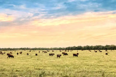 Herds of cattle peacefully graze in a lush pasture under a serene and warm overcast sunset sky.