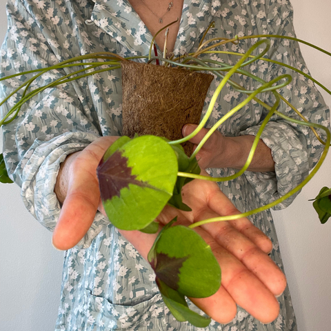 Woman wearing pyjamas and holding Oxalis tetraphylla 'Iron cross' plant