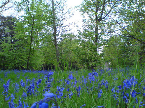 Bluebell woods in London