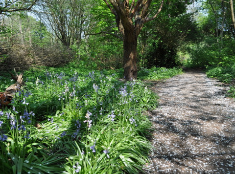 Bluebells in Birmingham