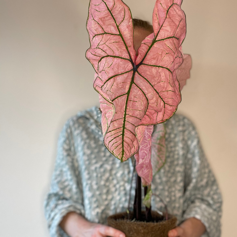 Woman wearing pyjamas and holding Caladium 'Spring Fling' plant