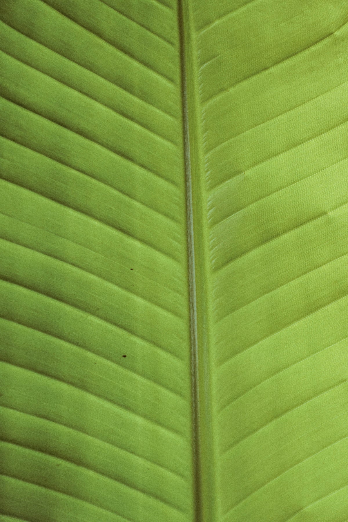 Palmera Strelitzia augusta – Set extensión – balcómi