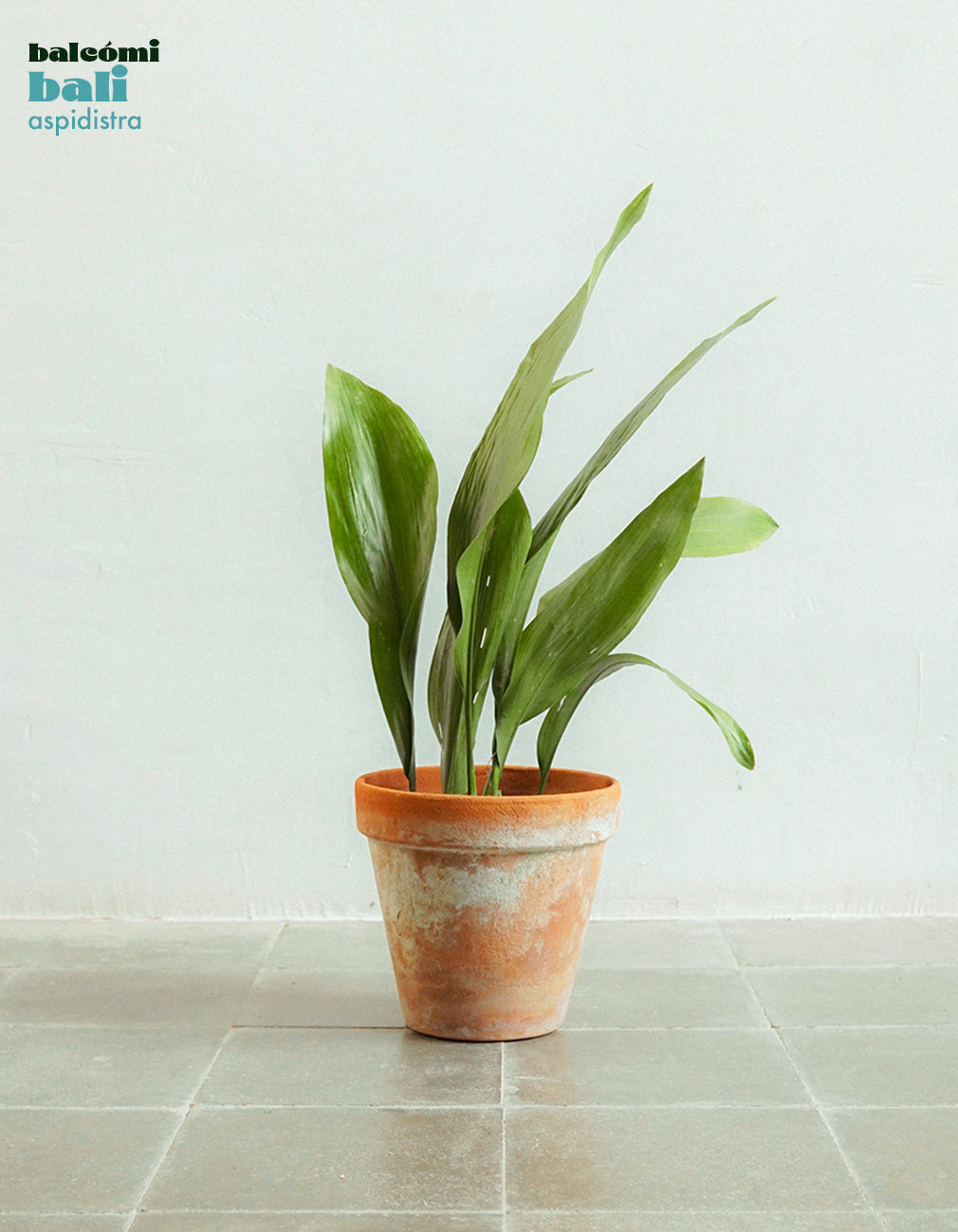 Bali - Indoor plant set – balcómi