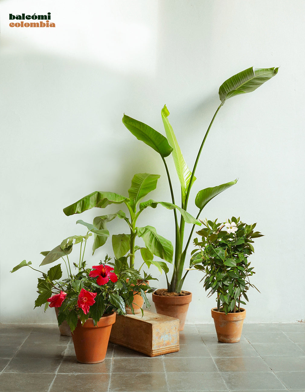 Tropical Colombia - Set de plantas para balcones y interior – balcómi