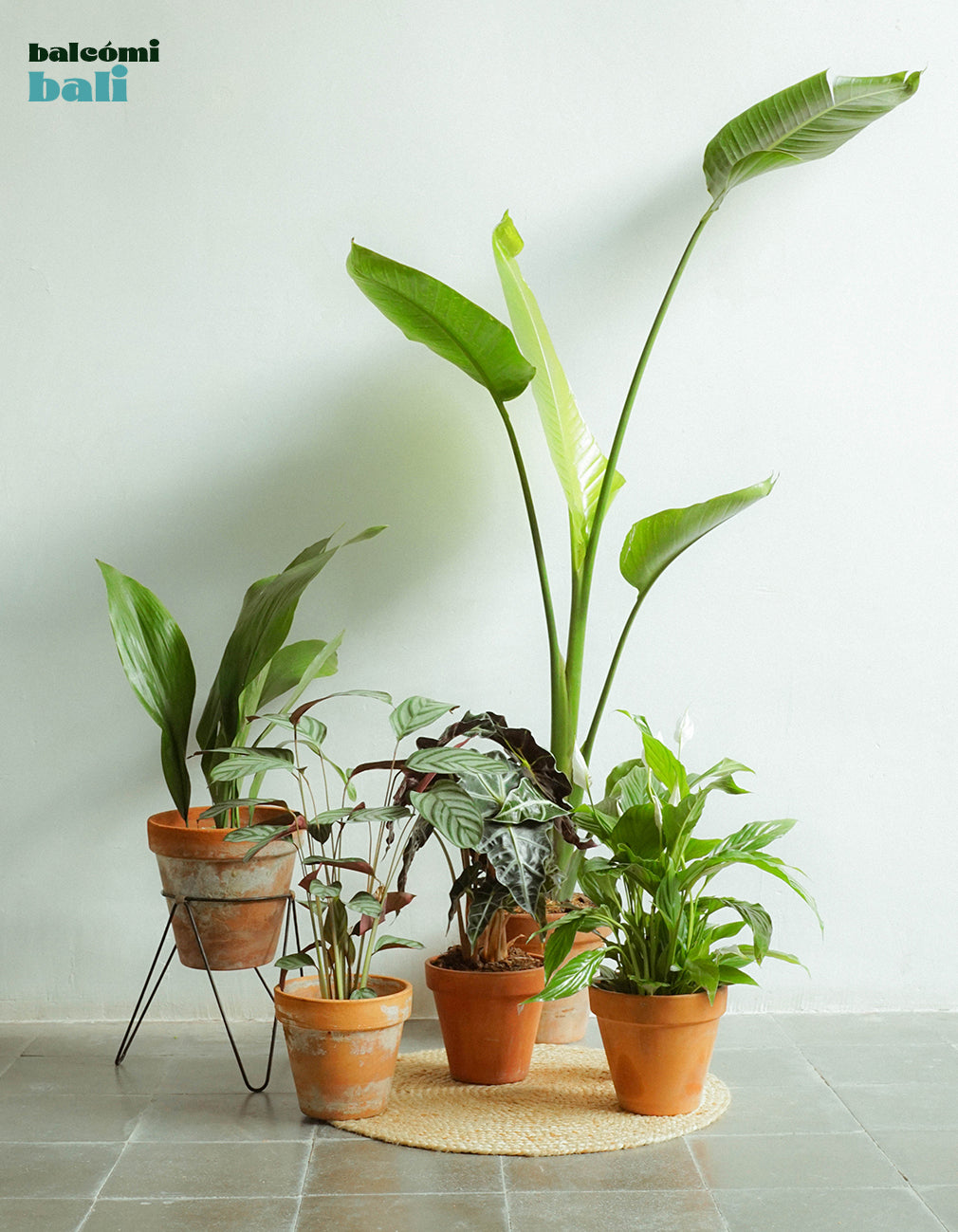 Bali - Indoor plant set – balcómi