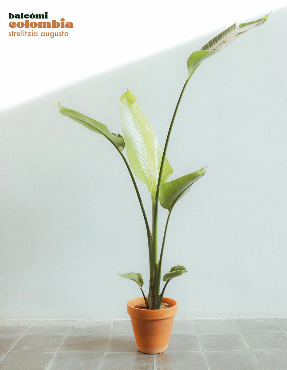 Tropical Colombia - Set de plantas para balcones y interior – balcómi