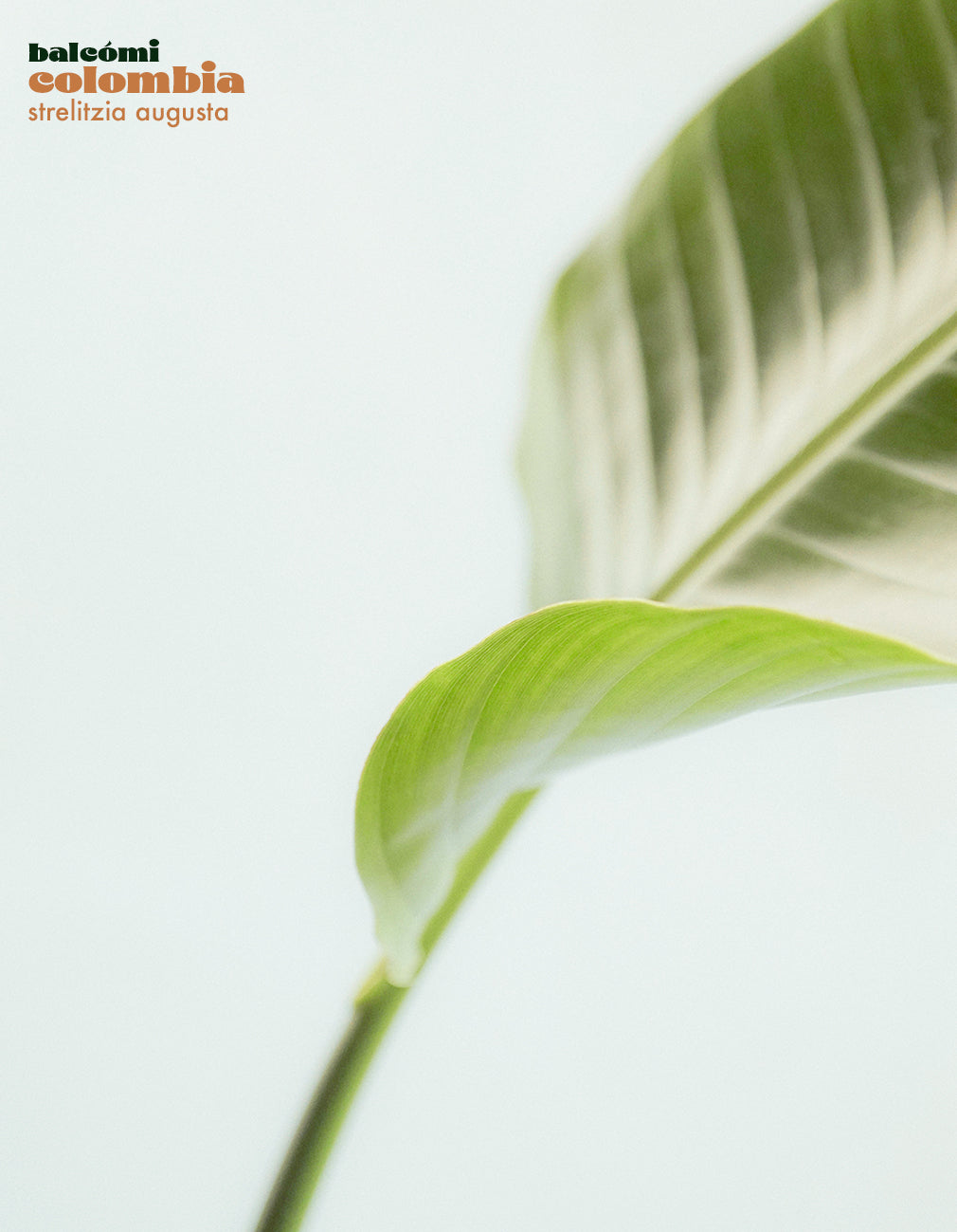 Tropical Colombia - Set de plantas para balcones y interior – balcómi