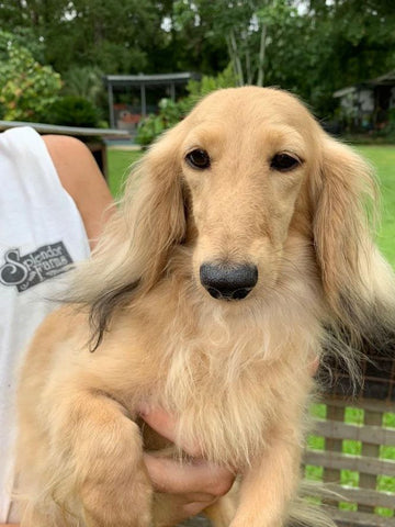 english cream dachshund