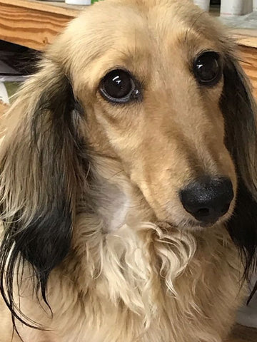 english cream dachshund