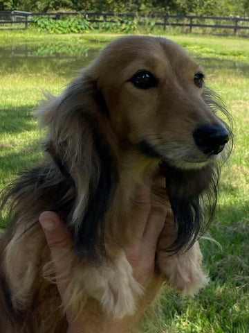 english cream dachshund