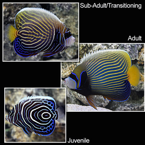 Juvenile Adule Emperor Angelfish color patterns