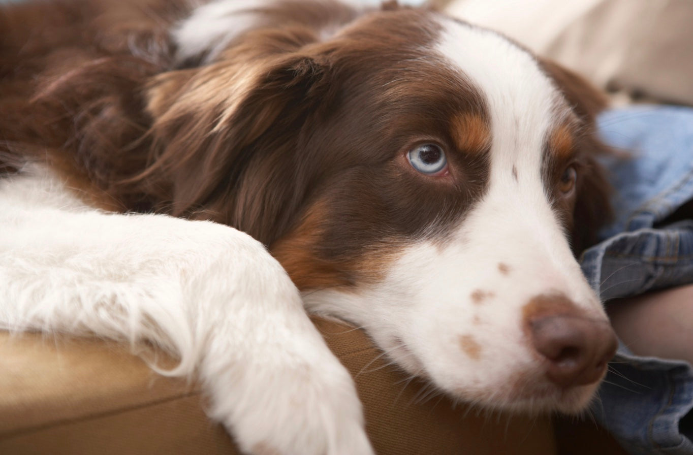 what medications are used to treat pancreatitis in dogs