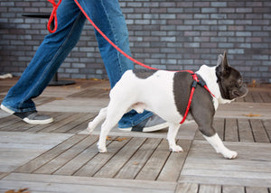 Red Reflective Harness Lead