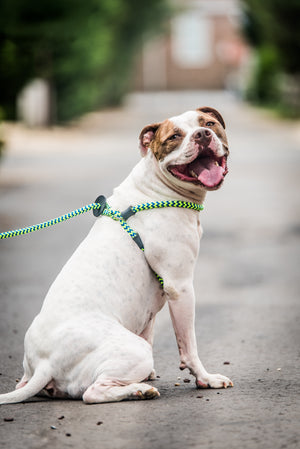 leash around neck