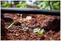 Drip Irrigation