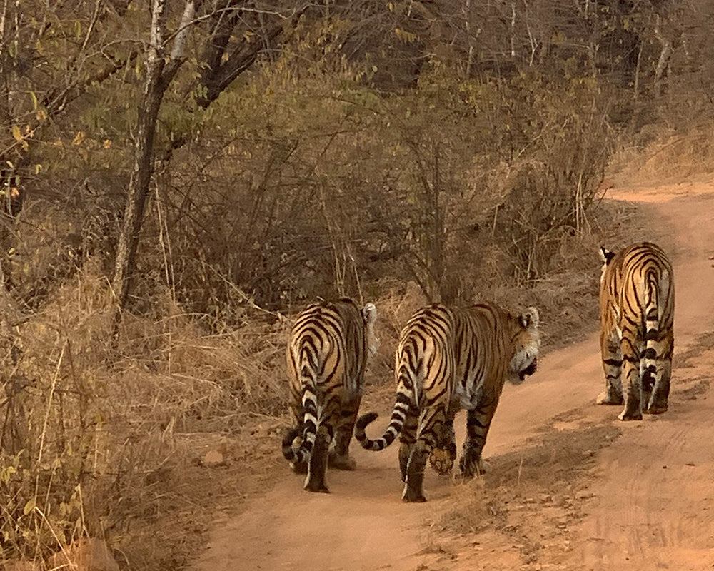 Tigers of Ranthambhore National Park India 