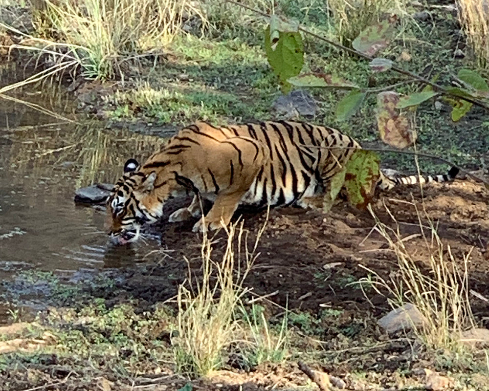 Indian Tiger