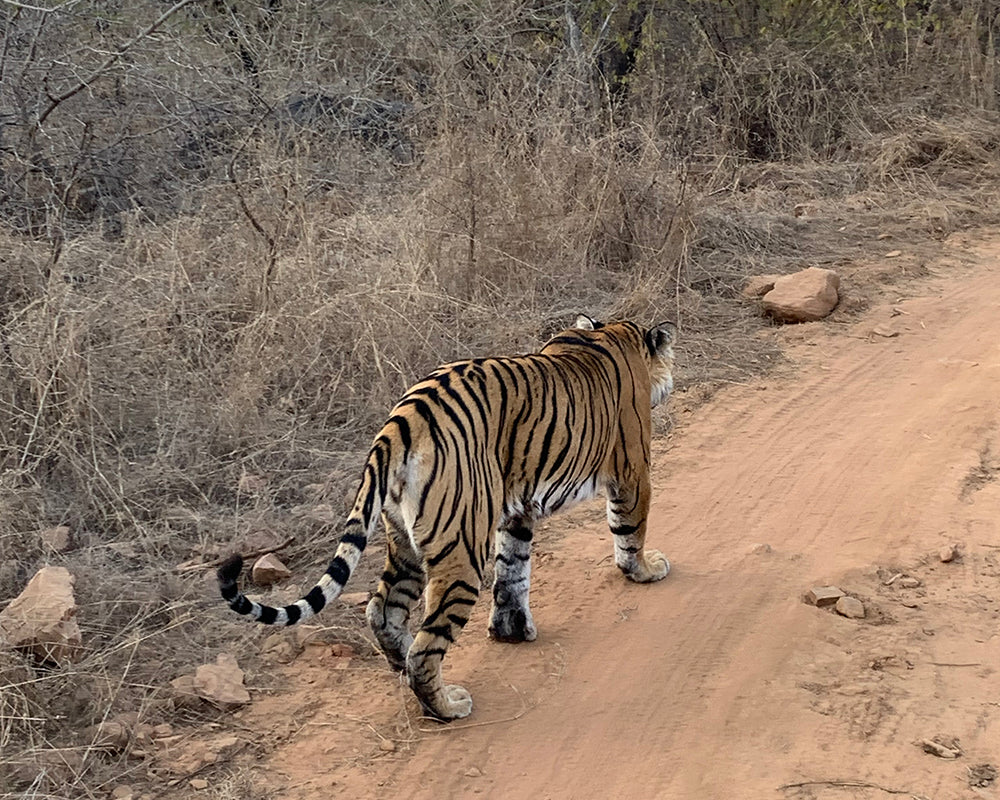 Indian tiger rajasthan